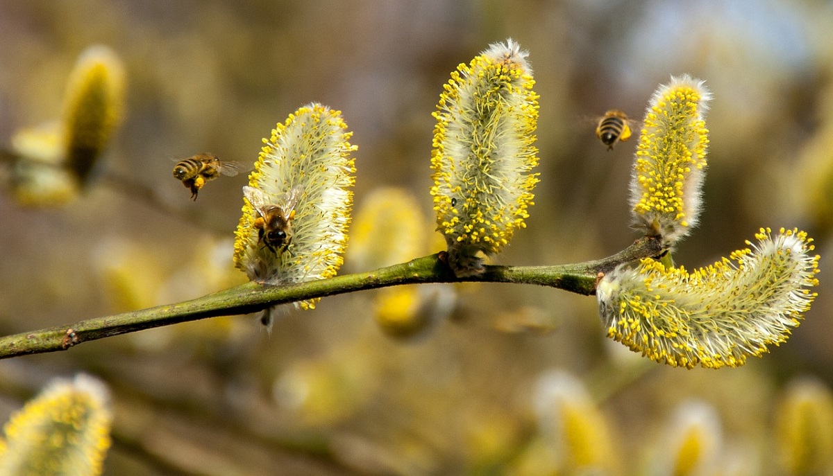 Blog Stadler Form - pyłki, alergia